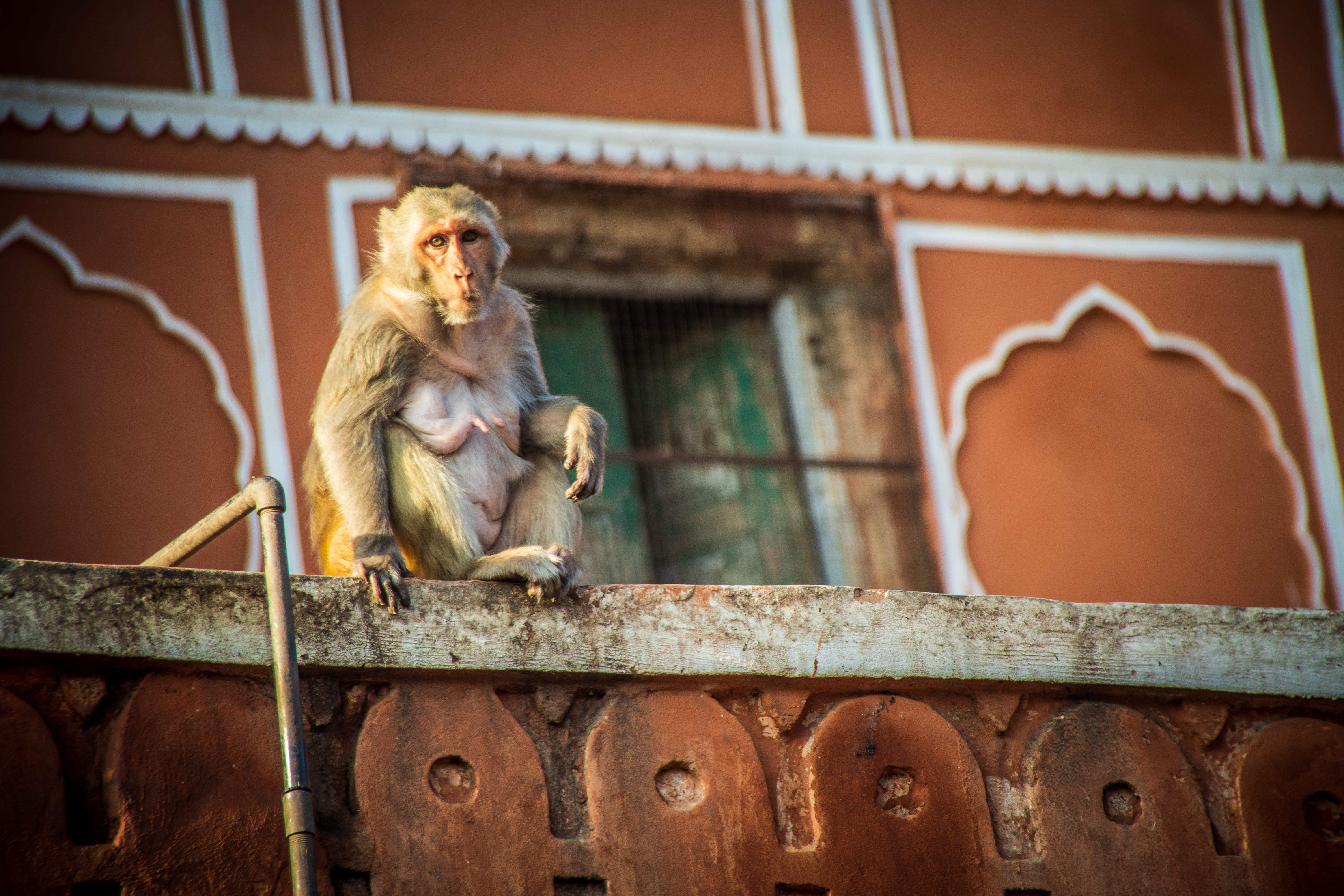 jaipur-amber-amer-animal-animals-asia-baby-animal-brown-city-female-food-happy-hawa-mahal-hindu-india-indian-jaipurian-langur-langurs-macaca-macaque-male-mammal-monkey-monkeys-nature-outdoor-outdoors- (1).jpg
